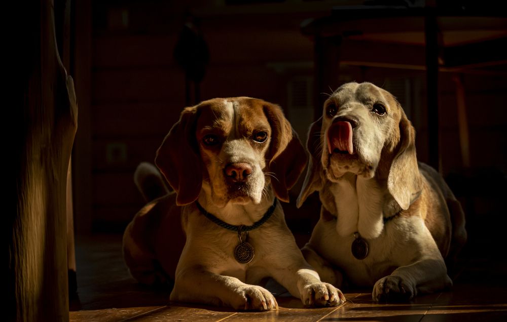 Эти прекрасные бигли
