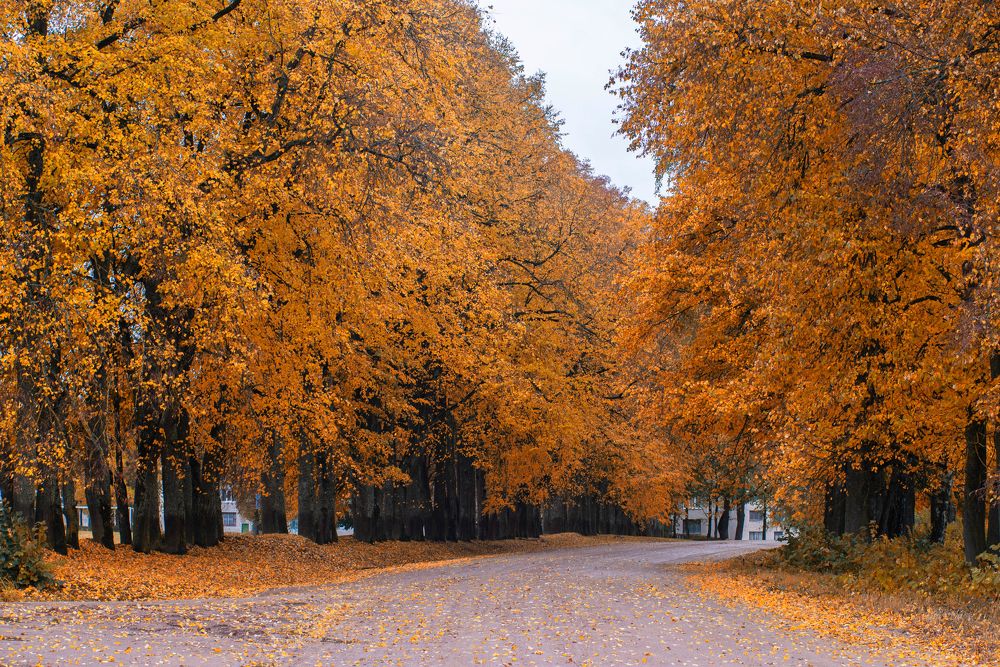 Фотография автора Александр Буренко