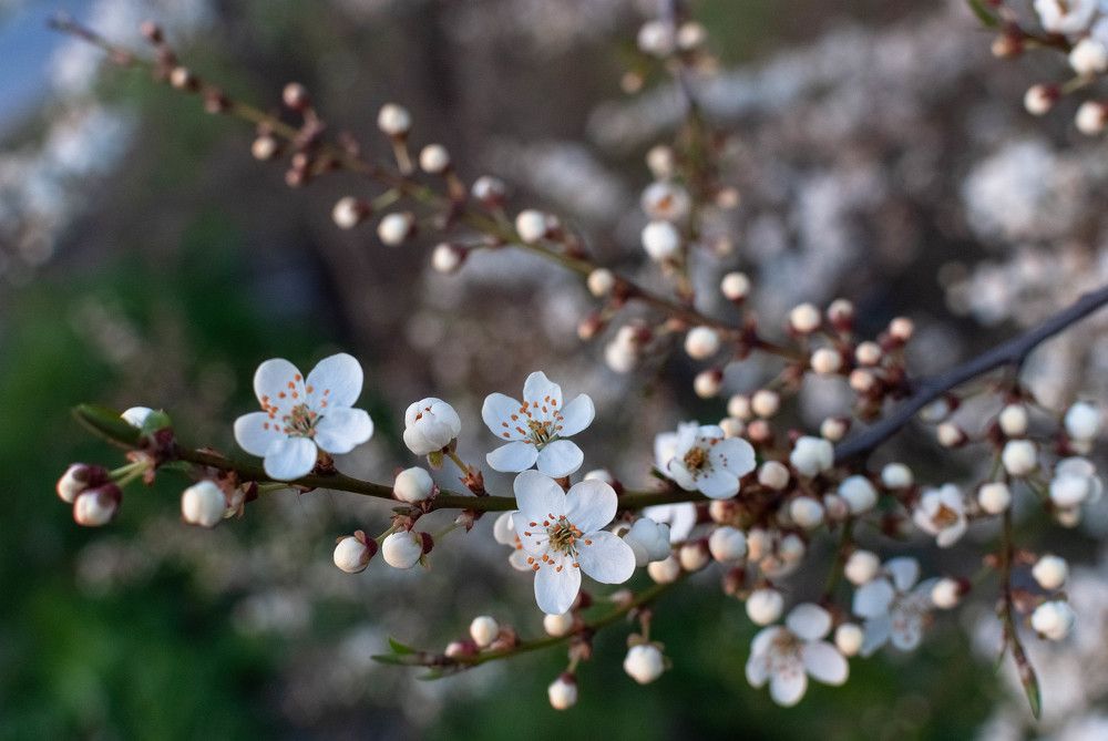 Фотография автора Александр Буренко