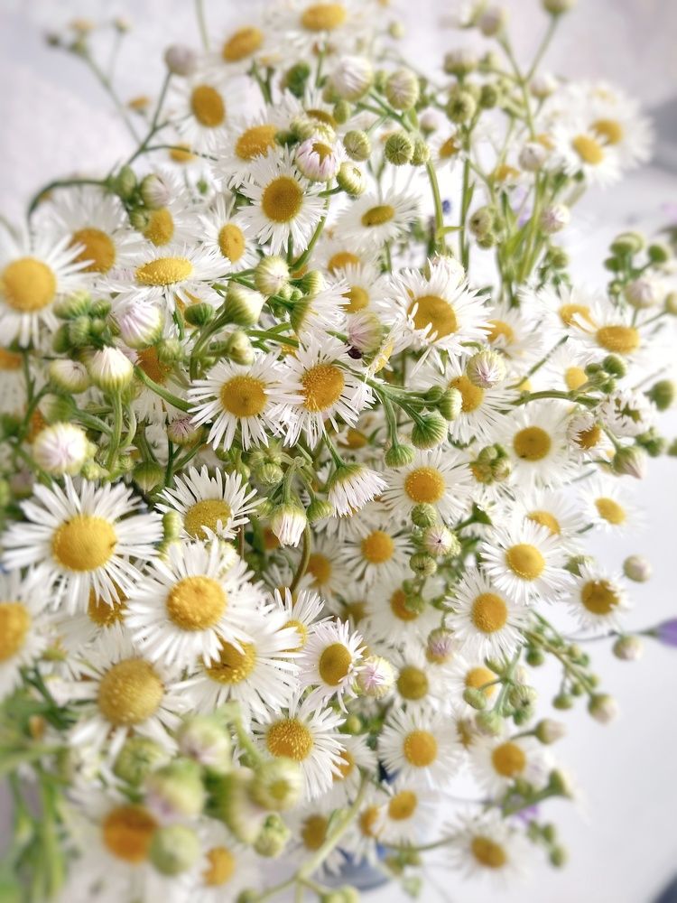 Photograph by Елена Силантьева