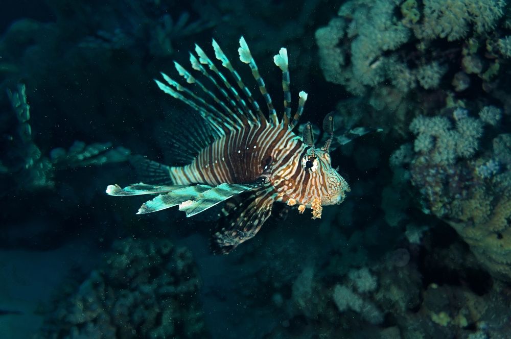 Photograph by Максим Роганов