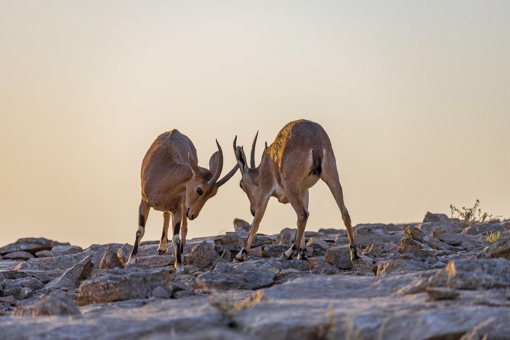 Фотография автора Nikolay Tatarchuk