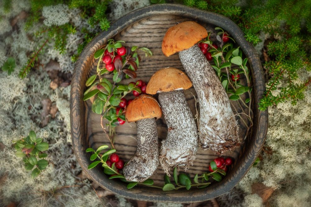 Photograph by Марина Зборацкая