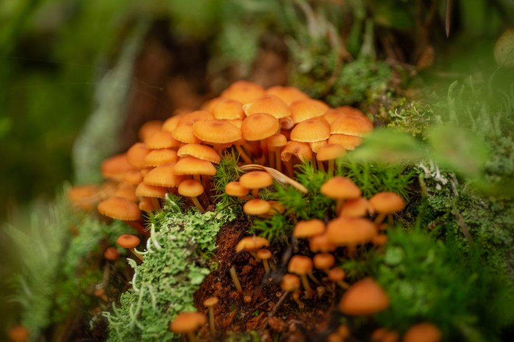 Ксеромфалина колокольчатая