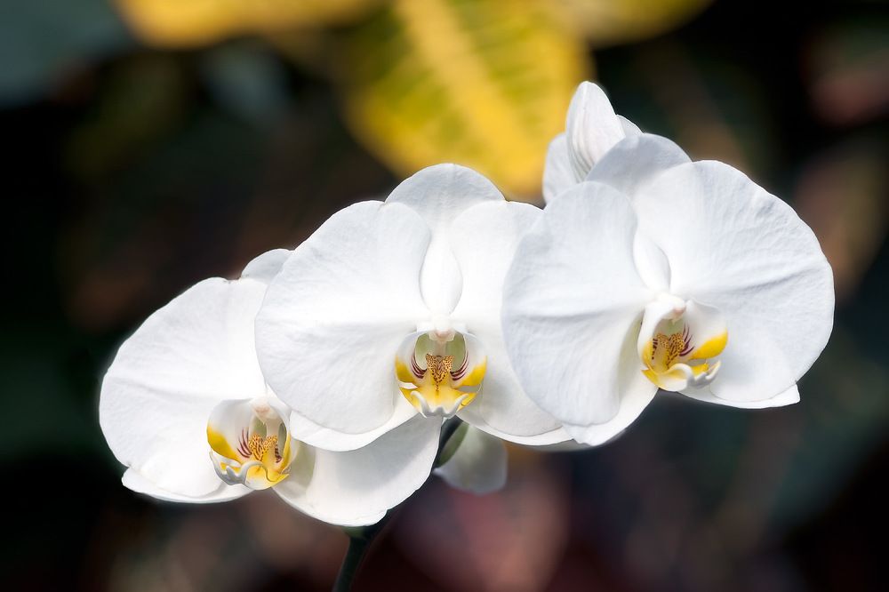 Photograph by Alexandr Makarenko