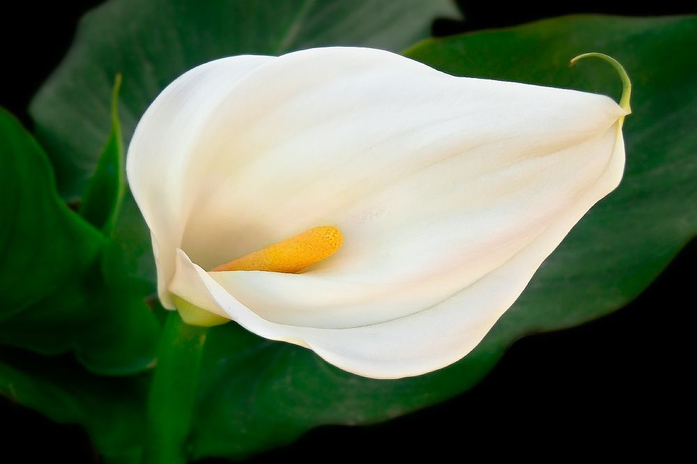 Photograph by Alexandr Makarenko