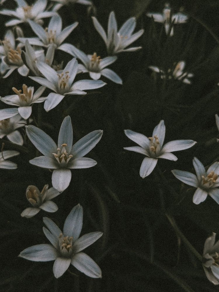 Photograph by Елена (Мори) Кузнецова