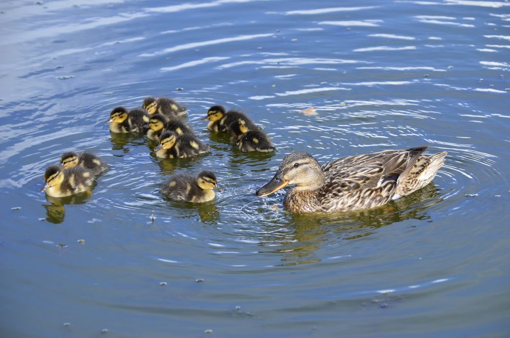 Photograph by Николай Соколовский