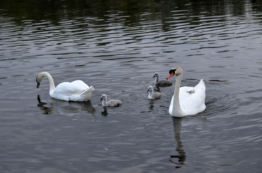 Photograph by Николай Соколовский
