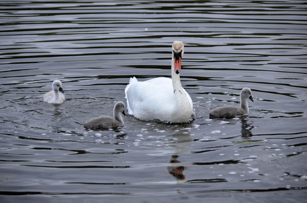 Photograph by Николай Соколовский