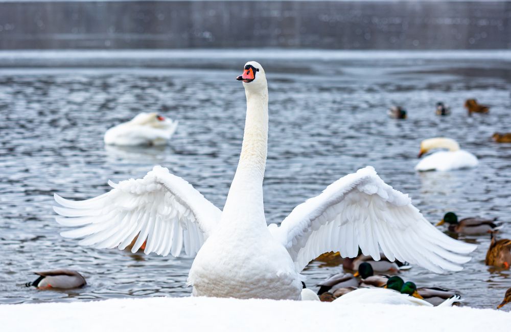 Photograph by Диана Бородзе