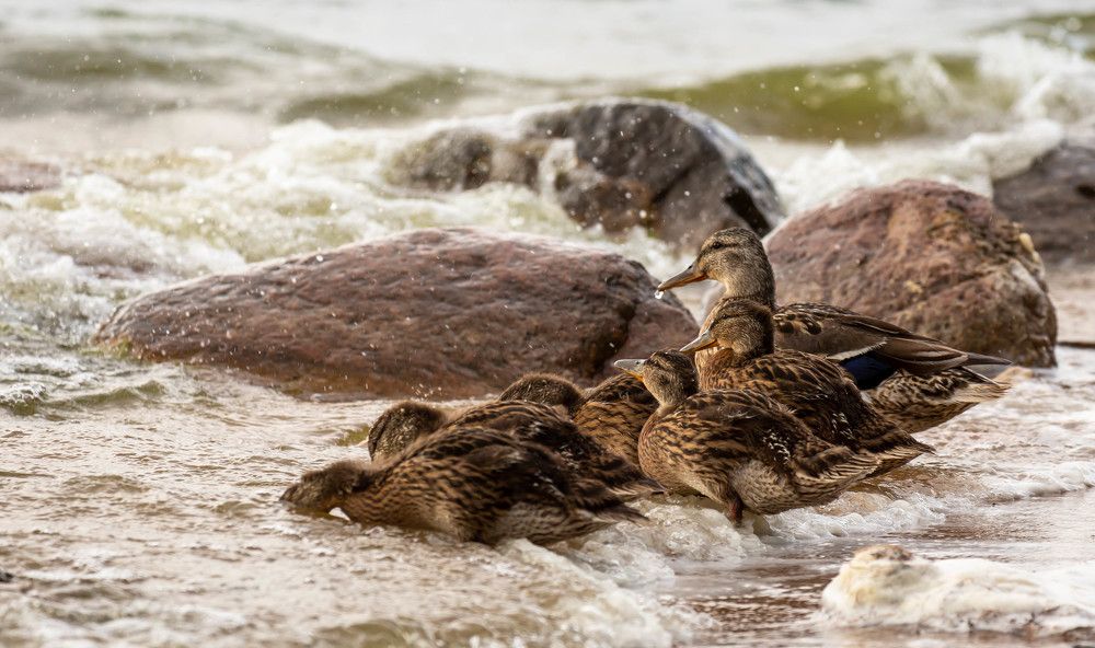 Photograph by Диана Бородзе