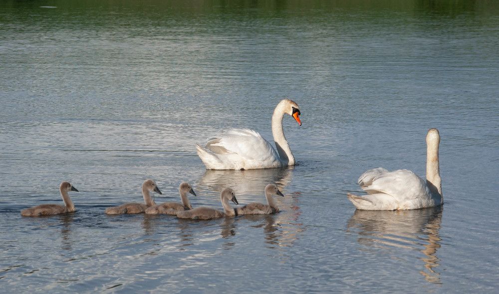 Photograph by Диана Бородзе