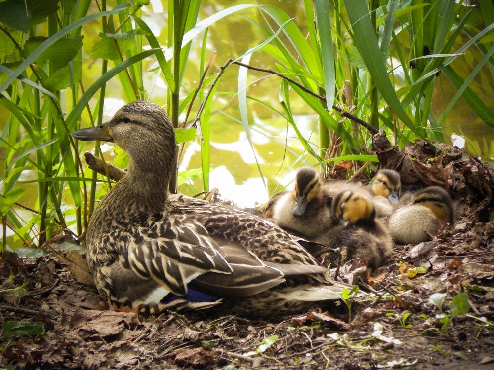 Photograph by Диана Бородзе