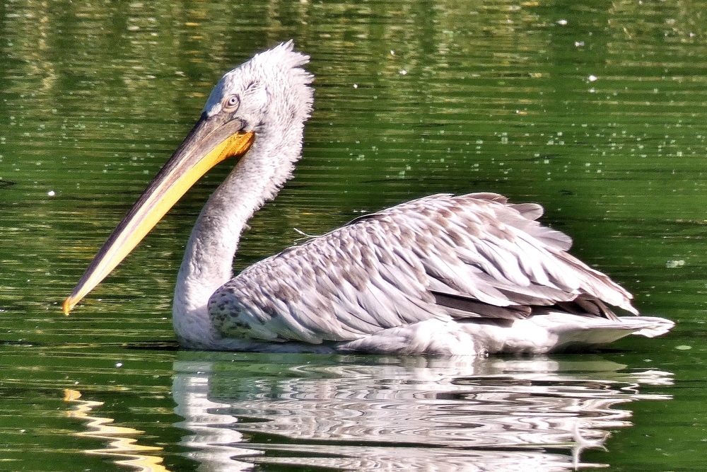 Photograph by backareva irina