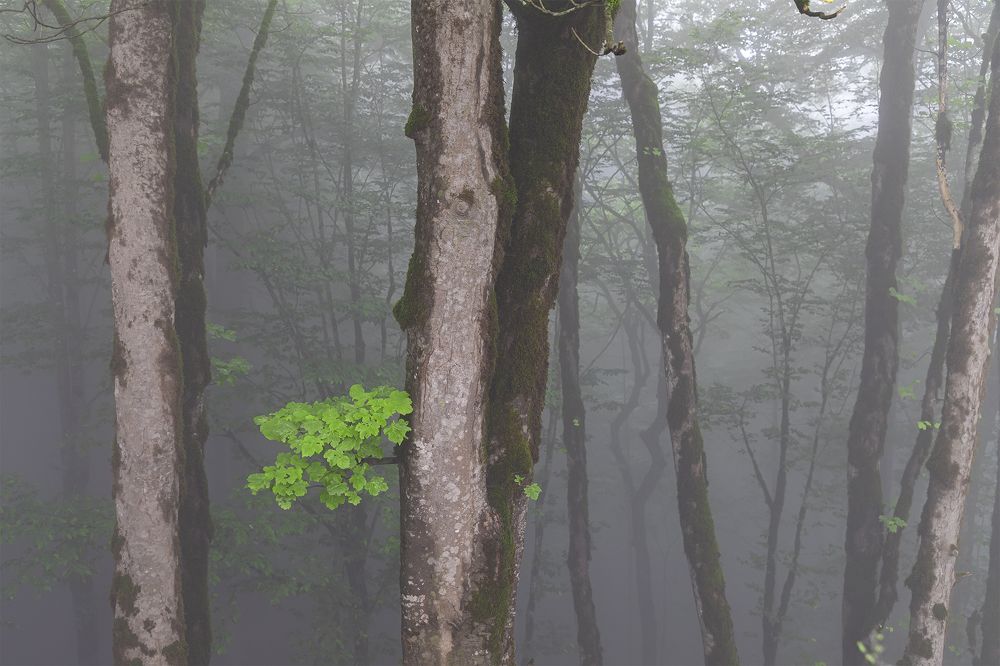 Photograph by Saeed Piran