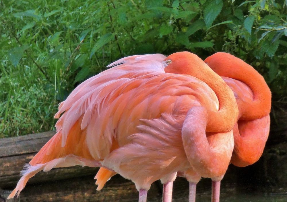 Photograph by backareva irina