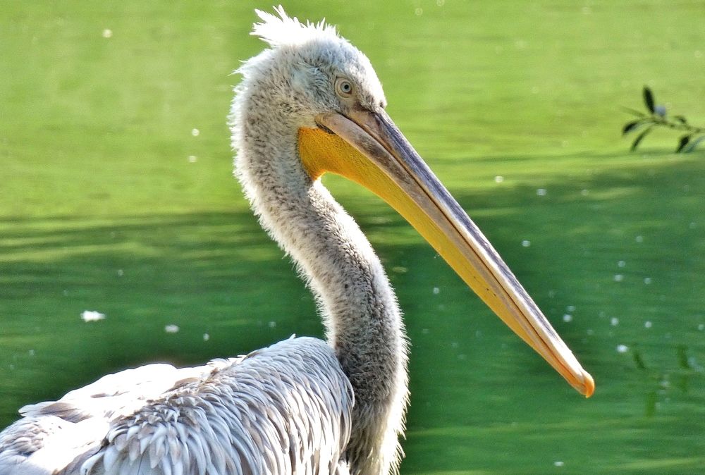 Photograph by backareva irina