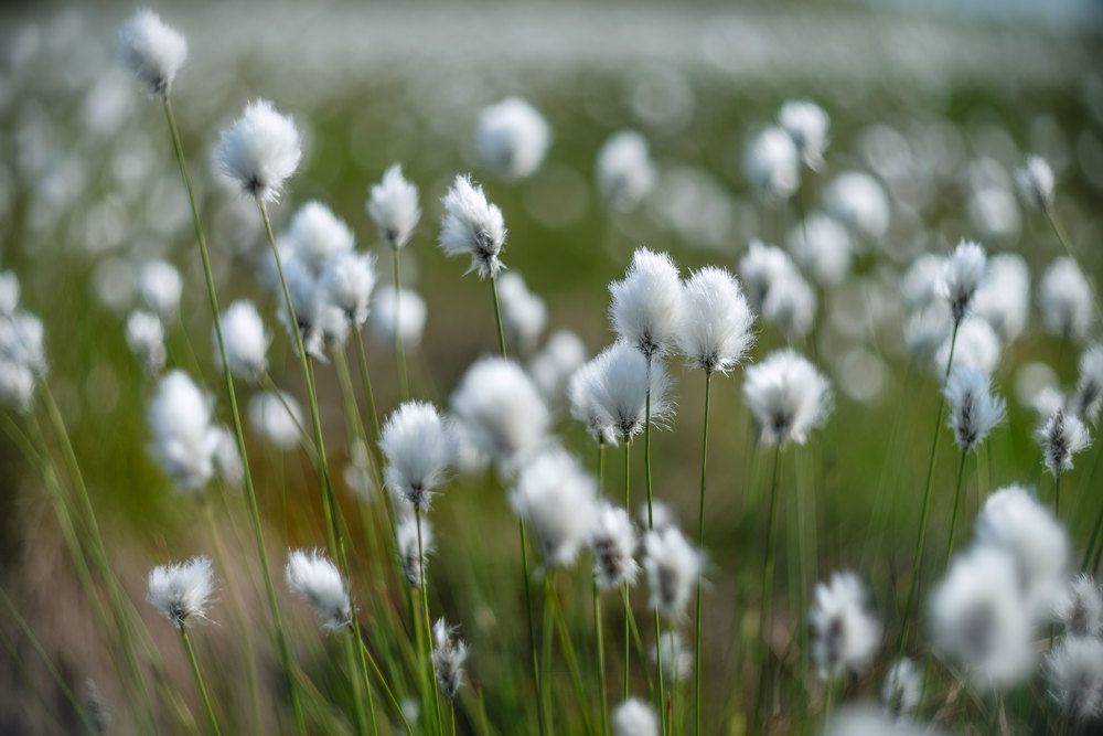 Photograph by Марина Зборацкая