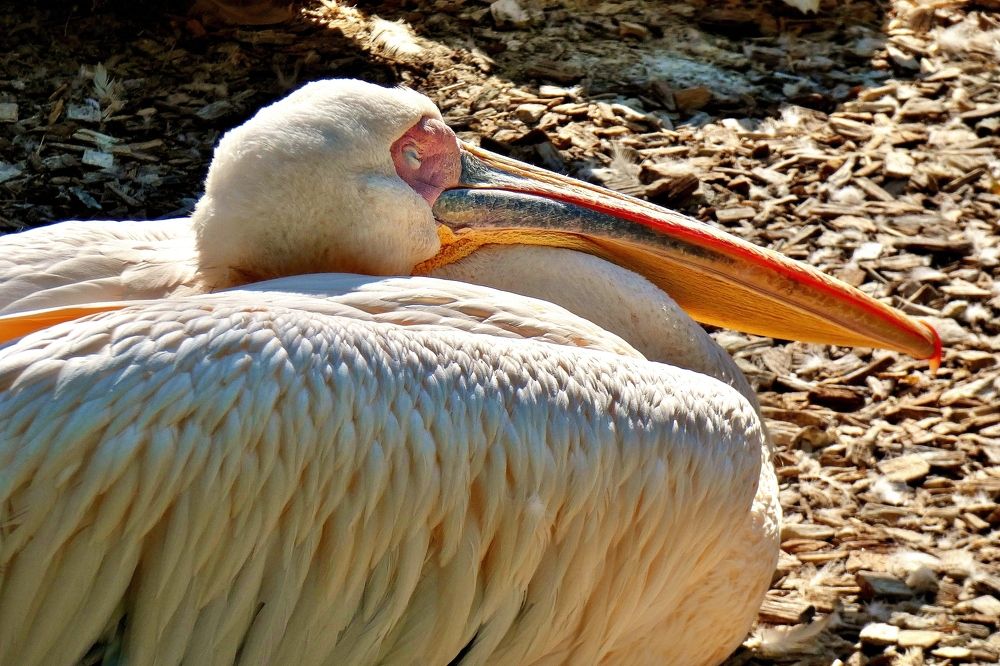 Photograph by backareva irina