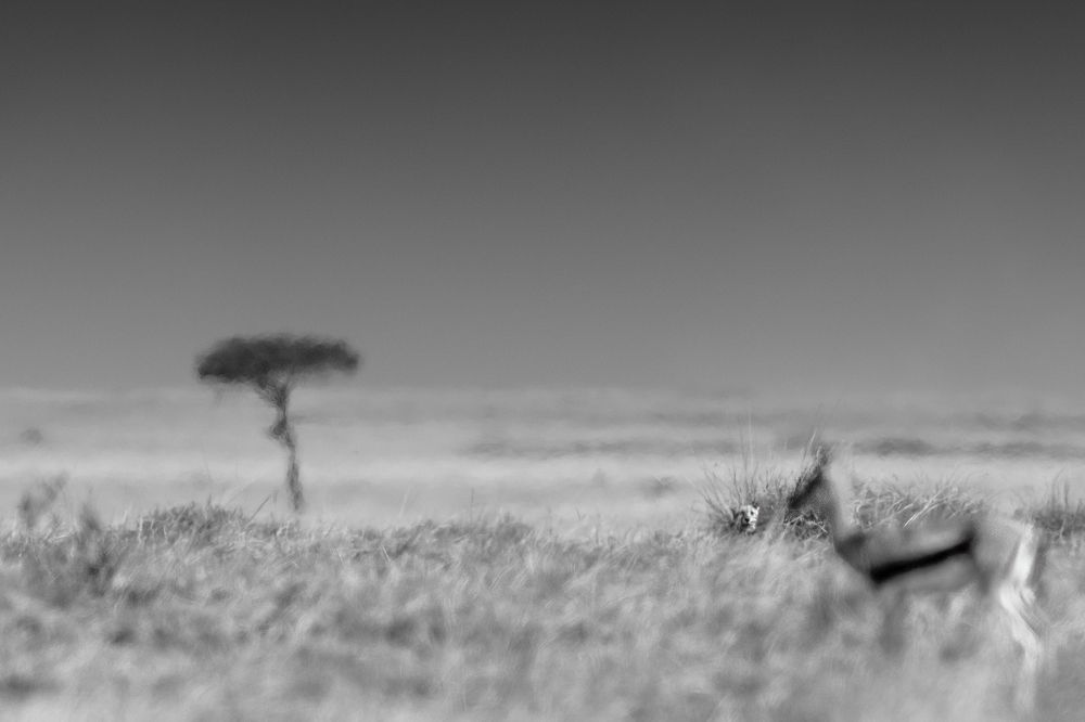 Photograph by Khalefa Almansoori