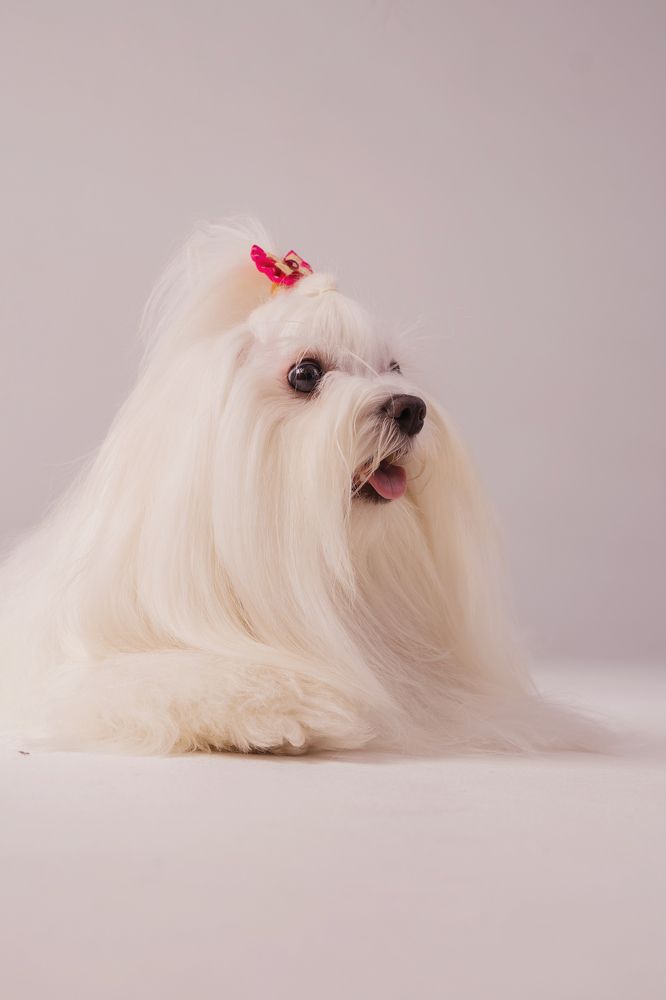 Фотография автора Юлия Бец