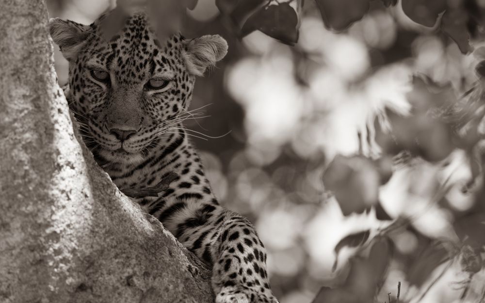 Photograph by Khalefa Almansoori