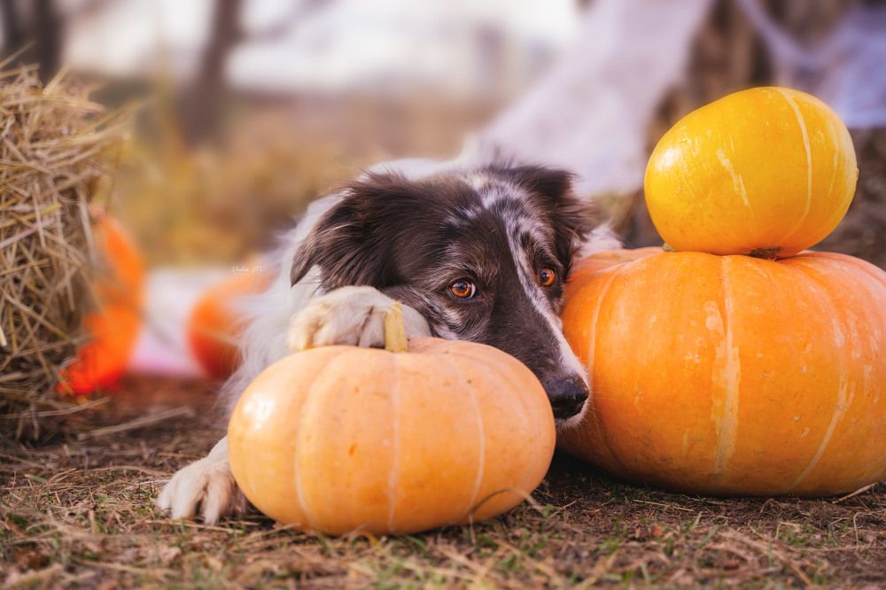 Фотография автора Юлия Бец