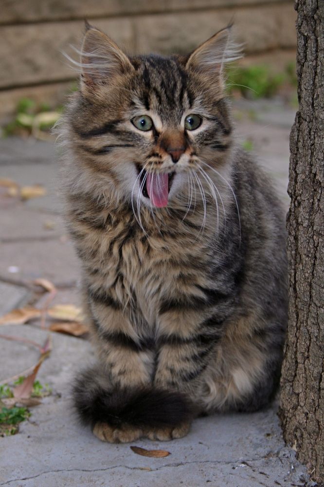 Фотография автора Кирилл Рожнов