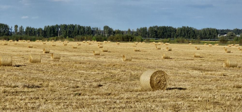 Фотография автора Evgeniia KHOKHLOVA