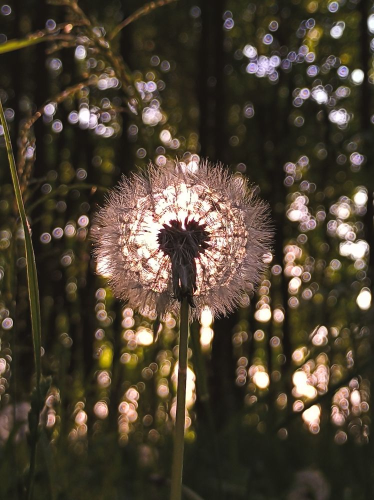 Фотография автора Олеся Непомнящих