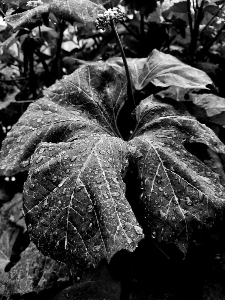 Photograph by Jorge Cruz Fraga