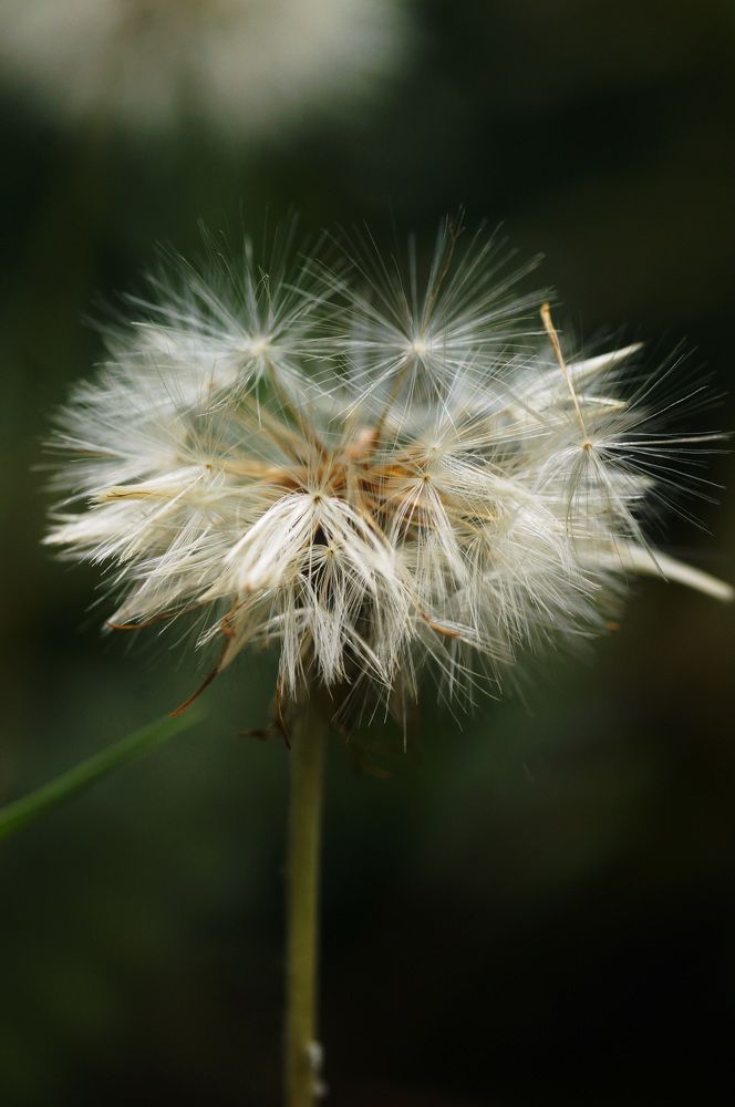 Photograph by Julio Felipe Santo Tomas