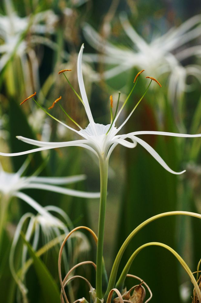 Photograph by Julio Felipe Santo Tomas