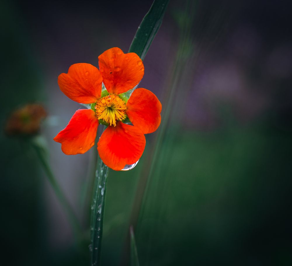 Photograph by Alexey S