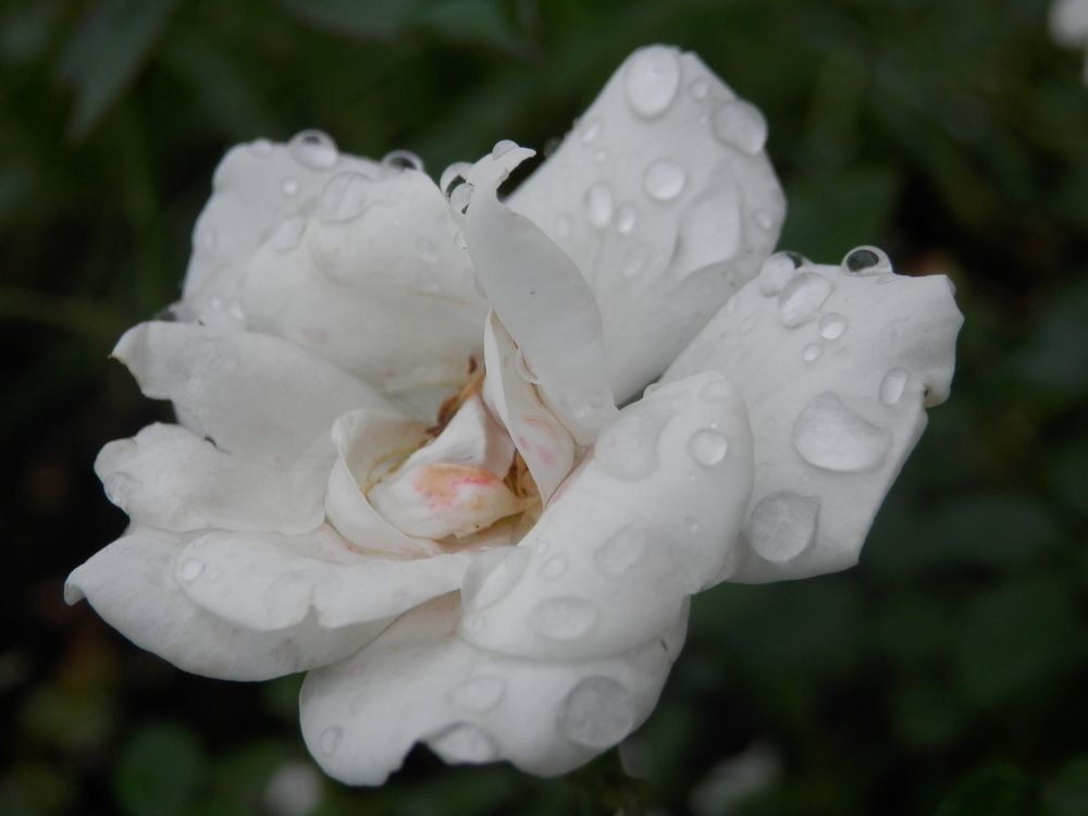 Photograph by Георгий Салюков