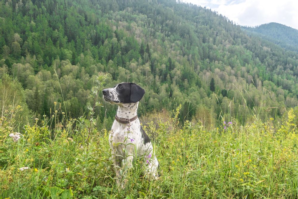 Пальма у ретранслятора Ачик
