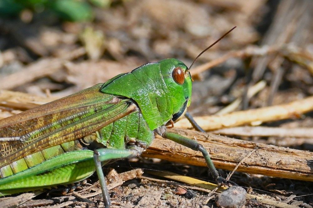 Фотография автора IRINA FILIPPOVA