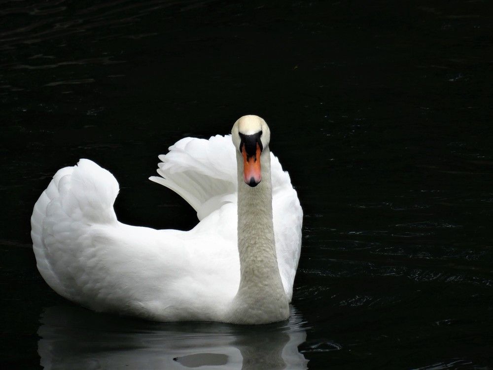 Photograph by Марина Раткун