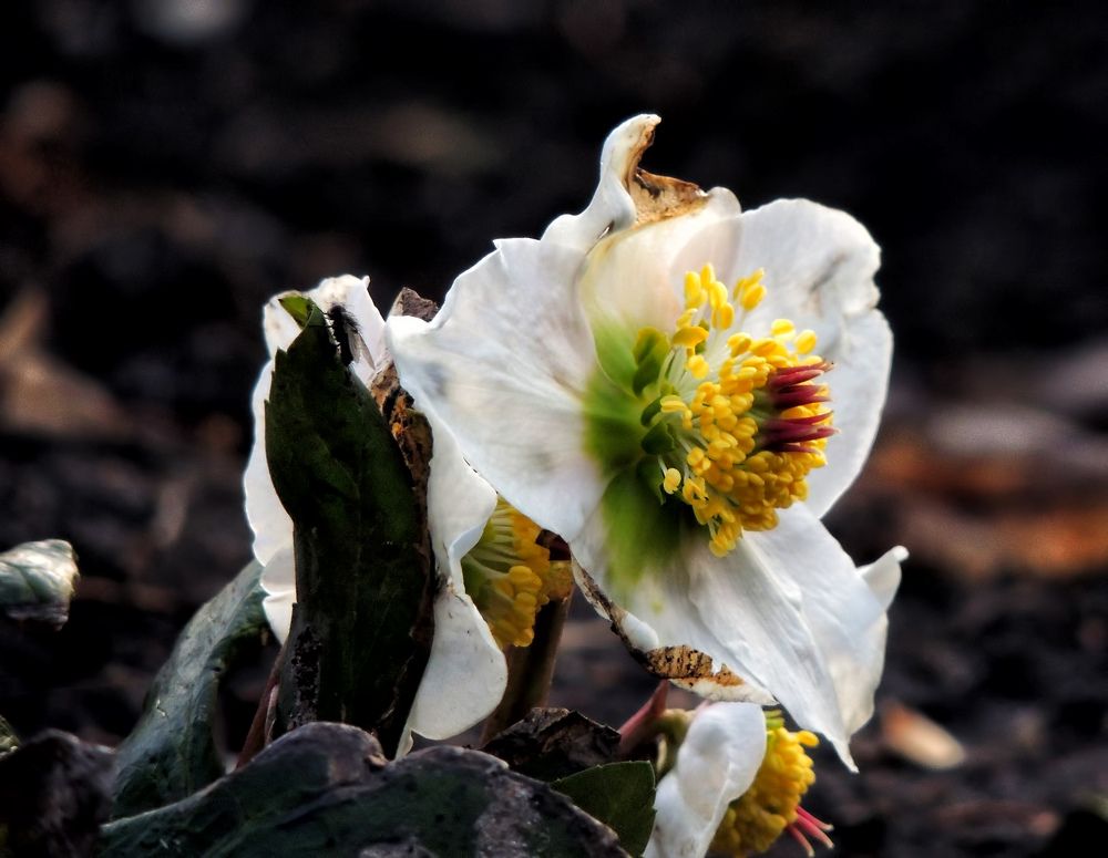 Фотография автора Роман Савоцкий