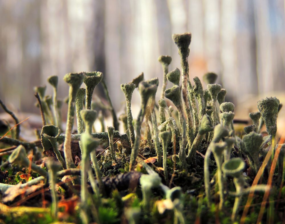 Photograph by Савоцкий Роман