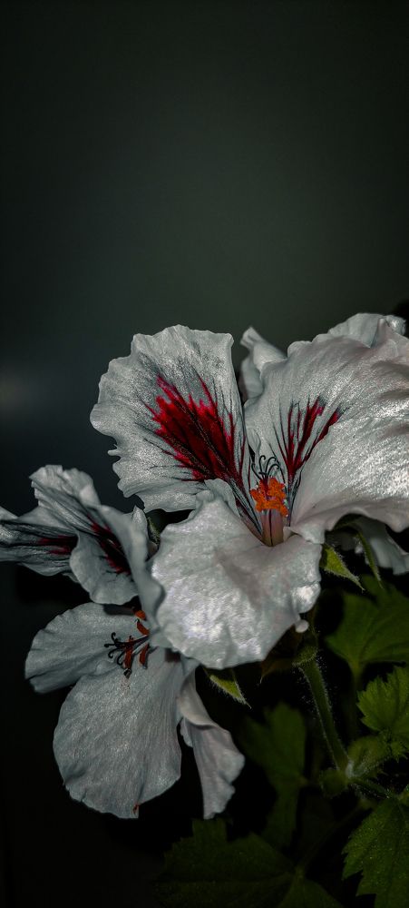 Photograph by Лия