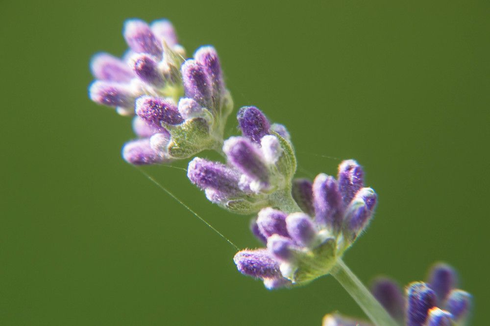 Фотография автора Юлия Кранина