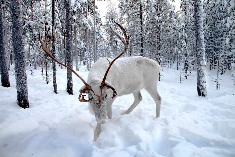 Photograph by Наталья Загайнова