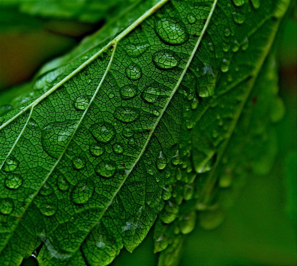 После дождя