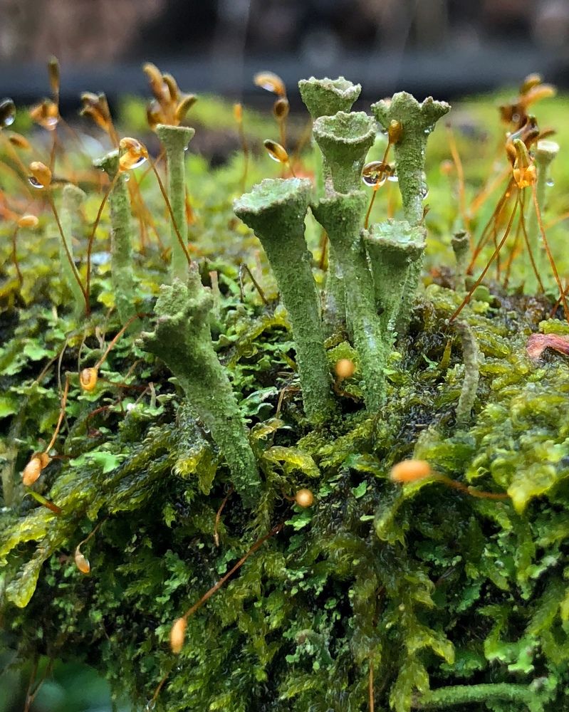 Photograph by Halina Mitsevich