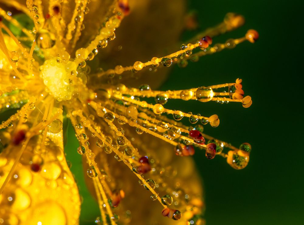 Янтарный блеск.