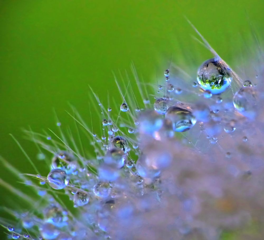 Цветочная галактика.