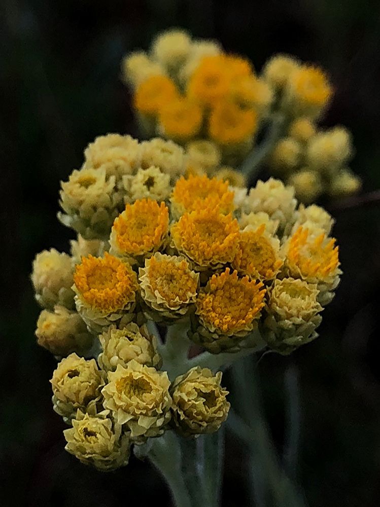 Photograph by Halina Mitsevich