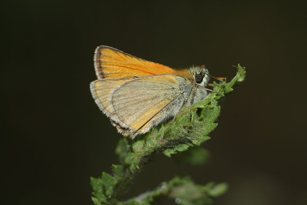 Photograph by Аlessandro